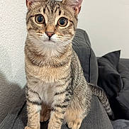 Izis a rejoint le concours — aidez-le/la à gagner de superbes lots ! abyssinian, animal, architecture, building, cat, chair, couch, cushion, egyptiancat, face, furniture, head, homedecor, indoors, kitten, livingroom, manx, person, pet, room