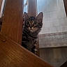 kitten, cat, wooden_chair, curious, indoor, tile_floor, tile_wall, pet, animal, feline, wide_eyes, young_cat, furniture, brown, striped, whiskers, ears, floor, home, cute
