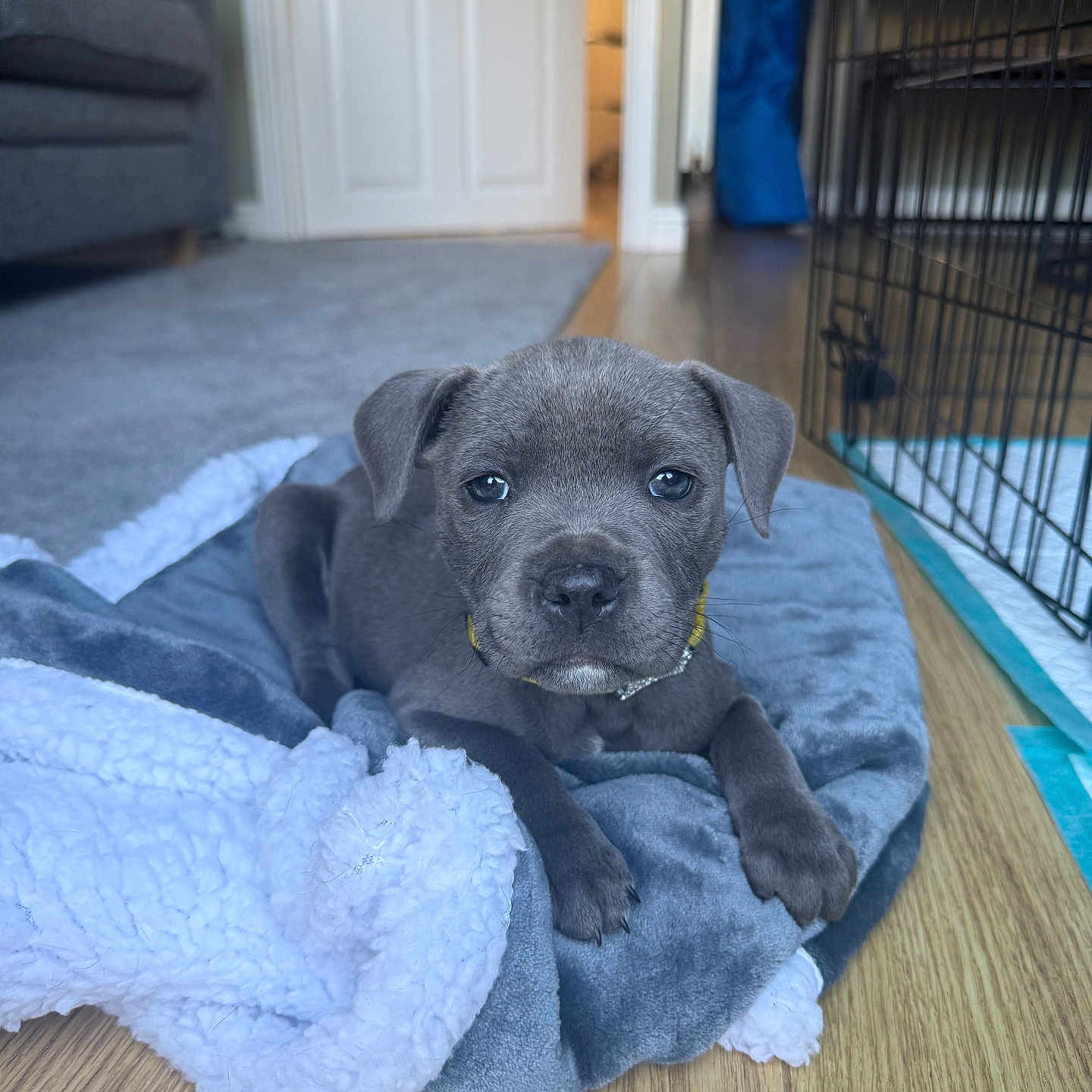 Nala is registered to the contest to win money with this photo: animal, blanket, collar, couch, cozy, crate, cute, dog, domestic, door, floor, gray_puppy, home, indoor, looking, pet, puppy, resting, wooden_floor, young_dog
