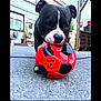 animal, backyard, black_dog, close_up, dog, ears, focused, garden, grass, head, mouth, outdoor, pavement, pet, plant, playful, red_ball, soccer_ball, toy, white_spot