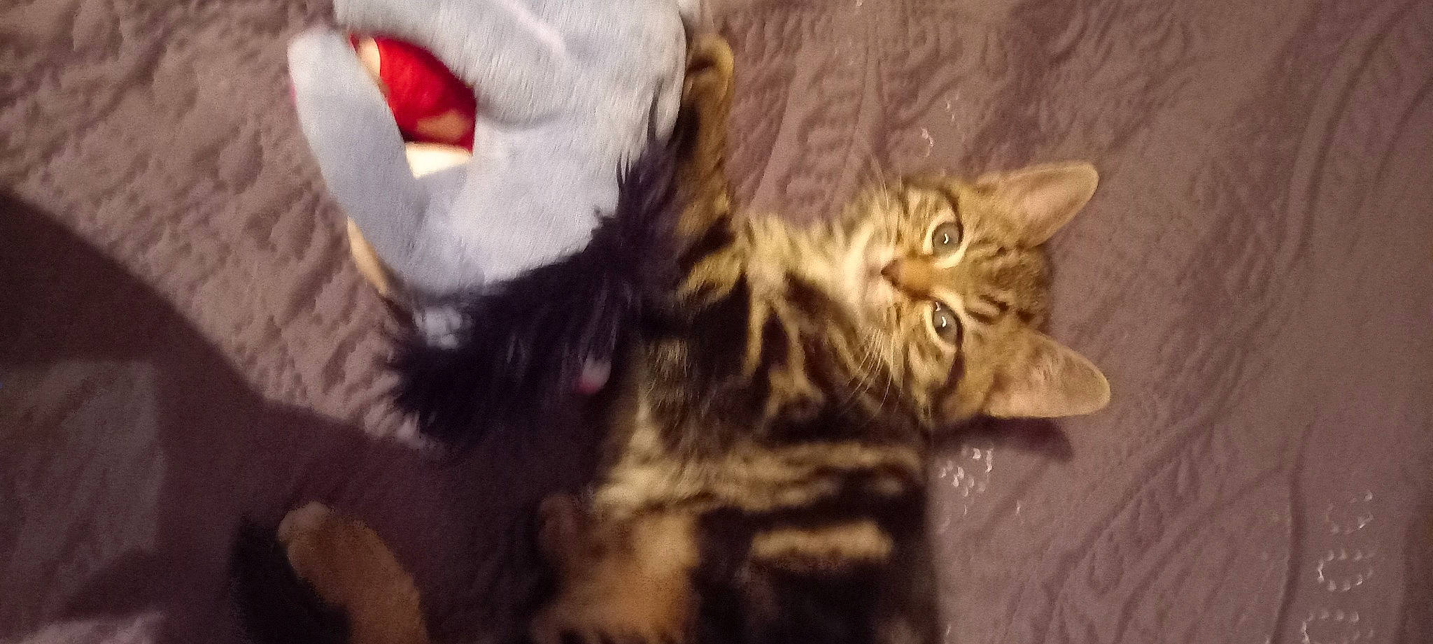 Luffy participe au concours pour gagner de l'argent avec cette photo : carnivore, cat, claw, comfort, domestic_short_haired_cat, felidae, fur, mammal, paw, small_to_medium_sized_cats, tail, terrestrial_animal, whiskers