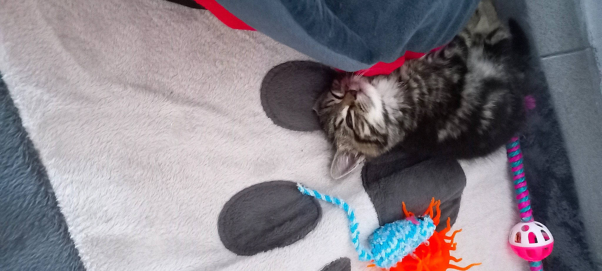 Luffy a rejoint le concours — aidez-le/la à gagner de superbes lots ! carnivore, comfort, companion_dog, dog_breed, dog_supply, dog_toy, felidae, fur, grey, mammal, paw, small_to_medium_sized_cats, snout, stuffed_toy, tail, textile, toy, vertebrate, whiskers, wool