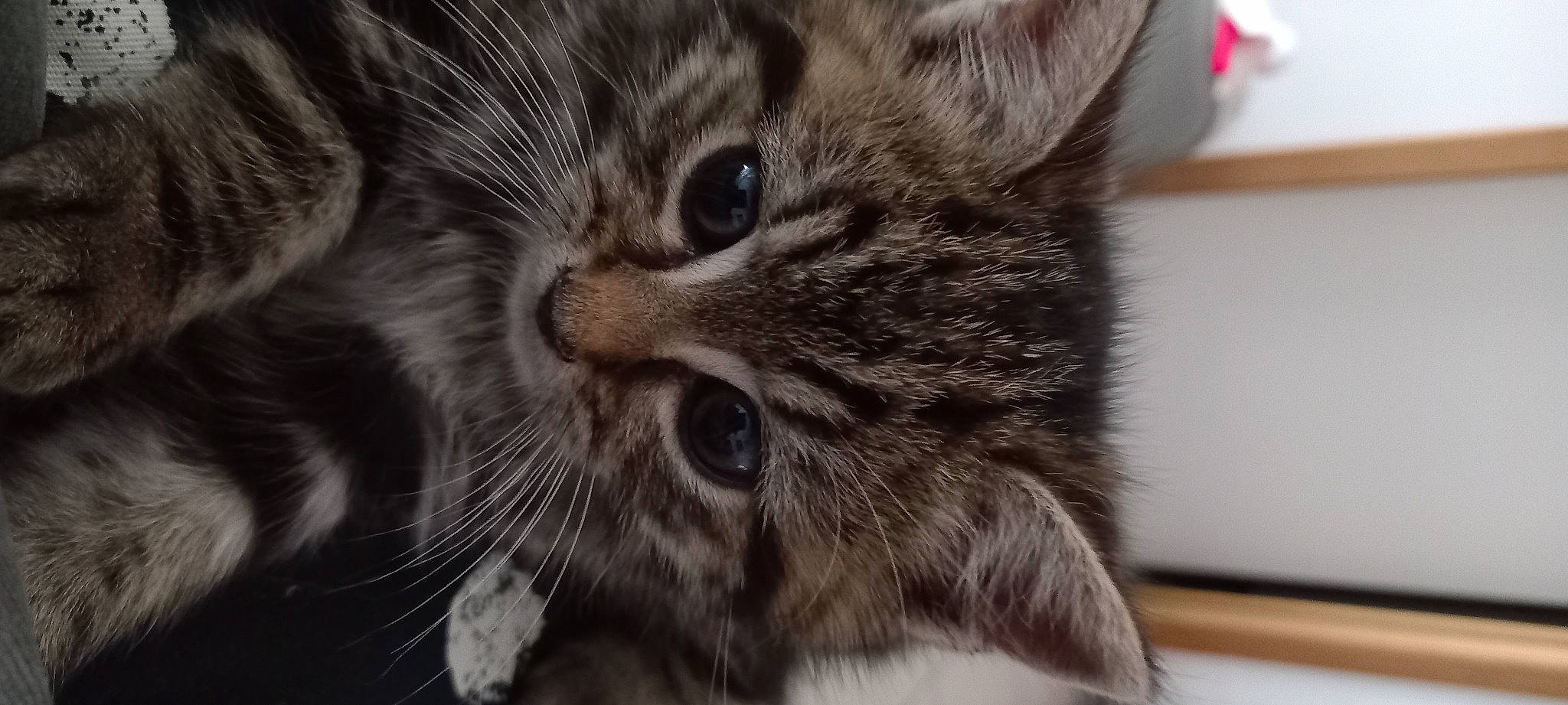 Luffy participe au concours pour gagner de l'argent avec cette photo : carnivore, cat, domestic_short_haired_cat, felidae, flooring, fur, grey, paw, small_to_medium_sized_cats, snout, terrestrial_animal, whiskers
