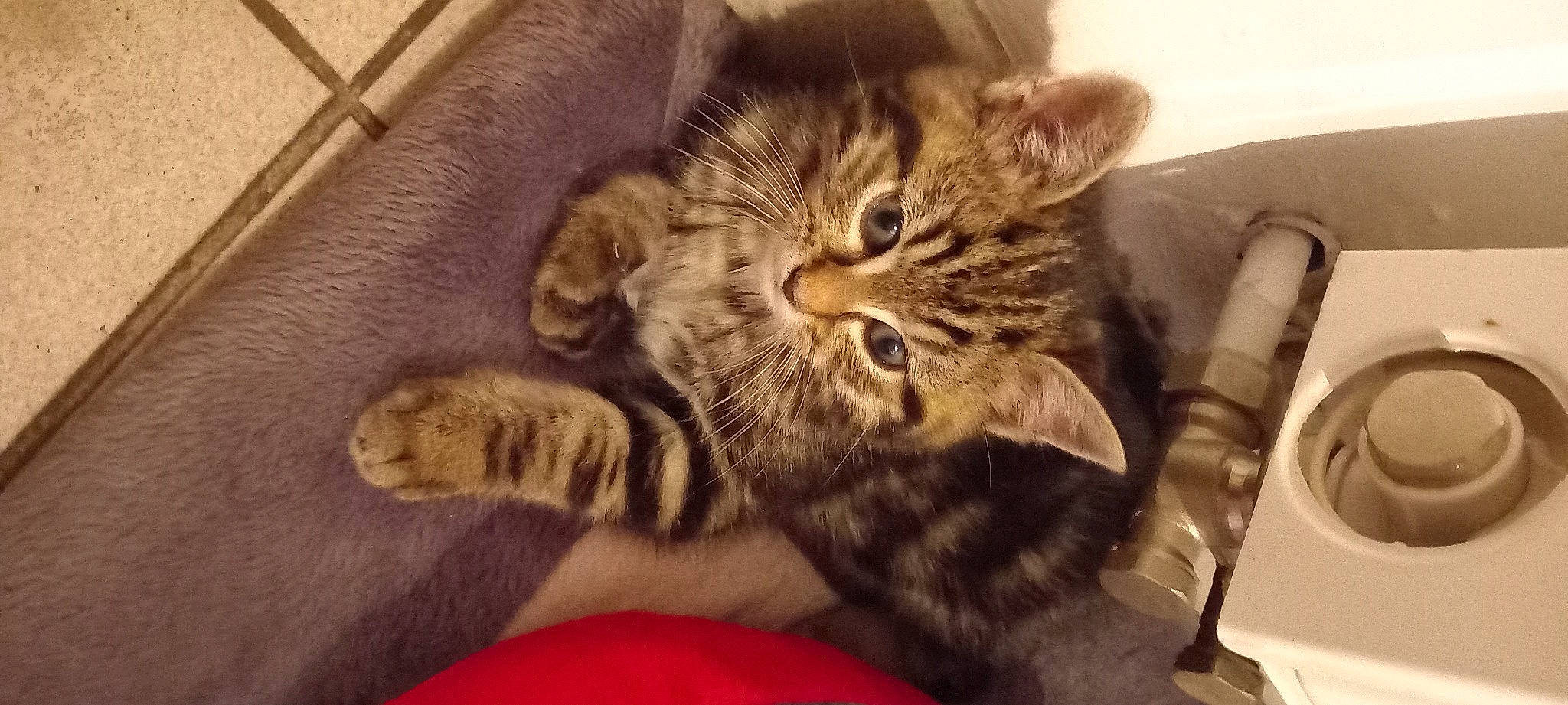 Luffy a rejoint le concours — aidez-le/la à gagner de superbes lots ! carnivore, cat, claw, cloud, comfort, domestic_short_haired_cat, eye, felidae, fur, paw, small_to_medium_sized_cats, snout, tail, whiskers, wood