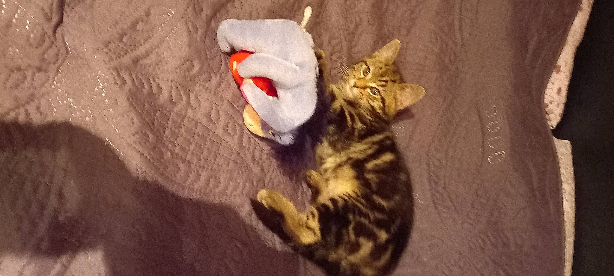 Luffy a rejoint le concours — aidez-le/la à gagner de superbes lots ! carmine, carnivore, cat, claw, domestic_short_haired_cat, fawn, felidae, fur, paw, small_to_medium_sized_cats, snout, tail, toy, whiskers, wood