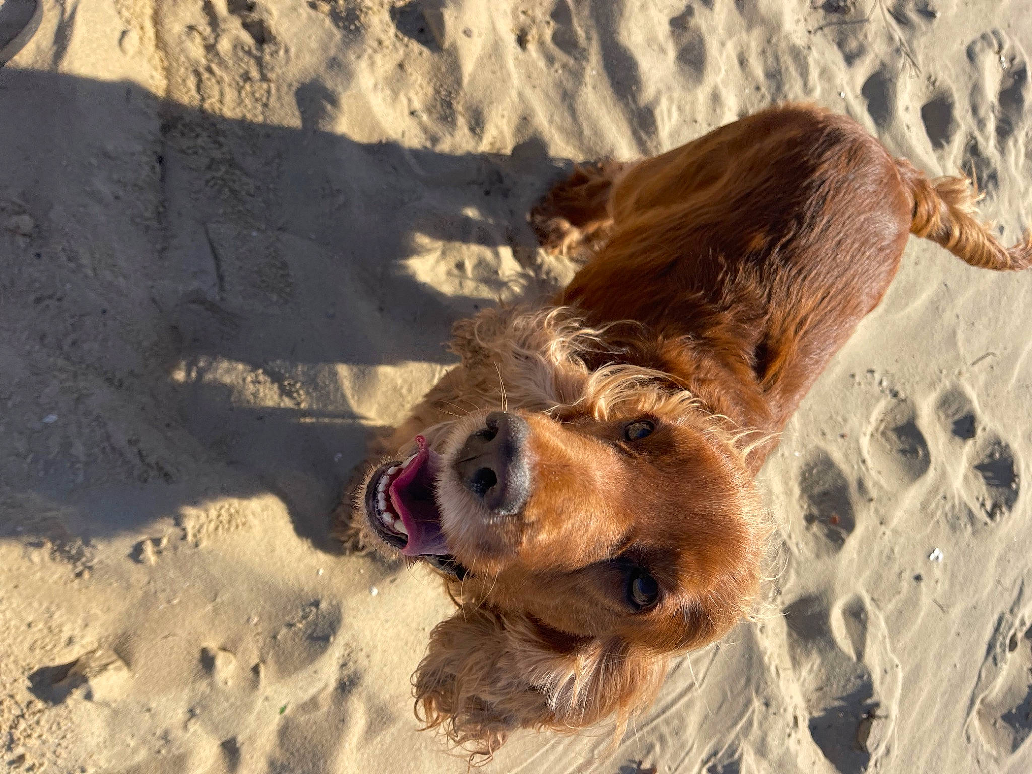 Jazz participe au concours pour gagner de l'argent avec cette photo : beach, canidae, carnivore, companion_dog, dog, dog_breed, dog_collar, dog_supply, fur, landscape, liver, pet_supply, sand, shadow, small_terrier, soil, sporting_group, terrier, winter, working_animal
