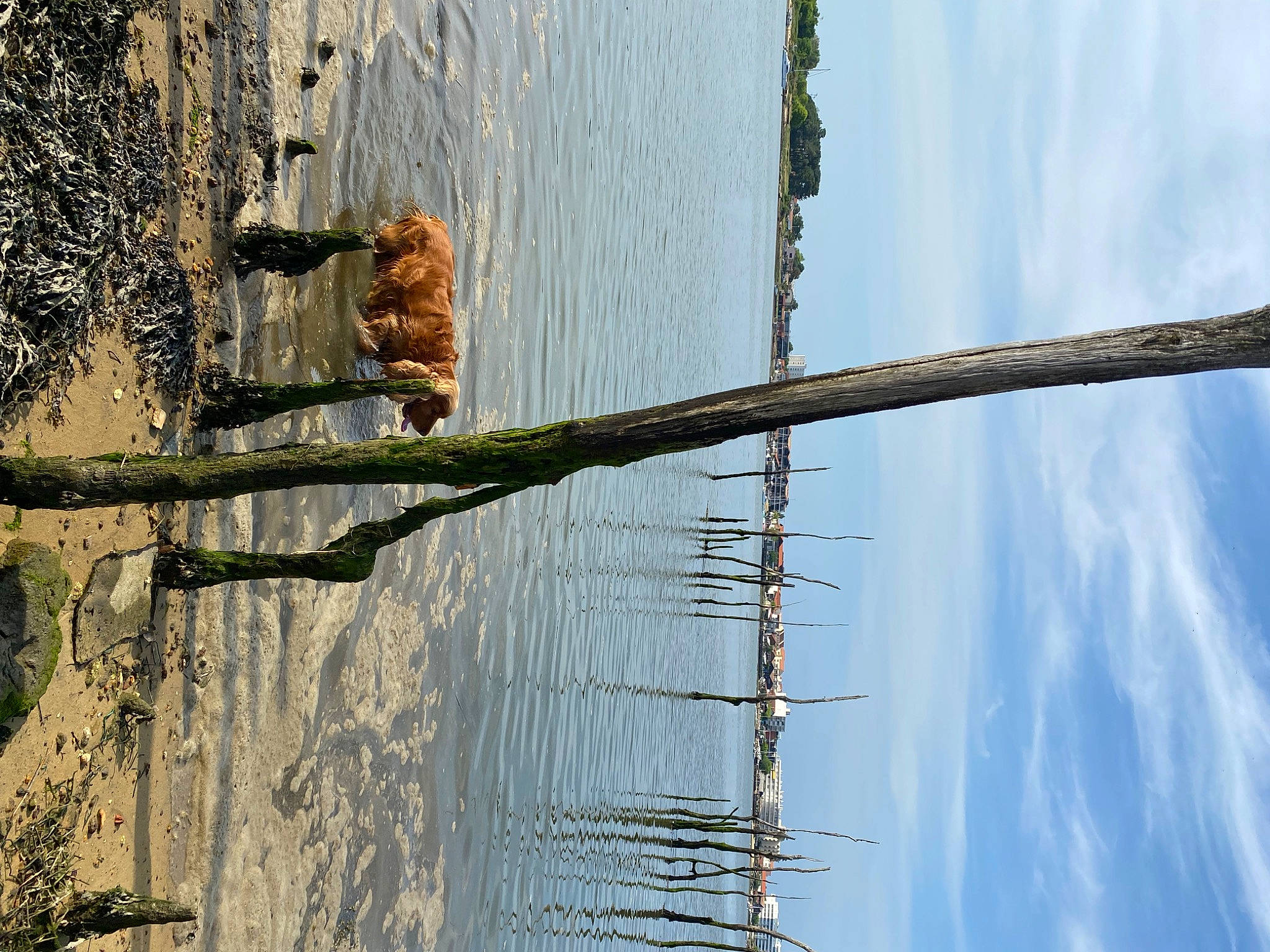Jazz a rejoint le concours — aidez-le/la à gagner de superbes lots ! azure, branch, cloud, door, electricity, freezing, lake, line, plant, reflection, sky, street_light, tree, trunk, twig, water, window, winter, wire, wood