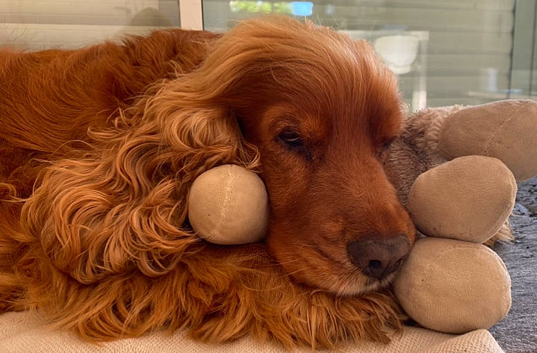 Jazz participe au concours pour gagner de l'argent avec cette photo : canidae, carnivore, cavalier_king_charles_spaniel, companion_dog, dog, dog_breed, dog_supply, fawn, fur, liver, pet_supply, snout, spaniel, sporting_group, toy, toy_dog, water_dog, whiskers, wood, working_animal