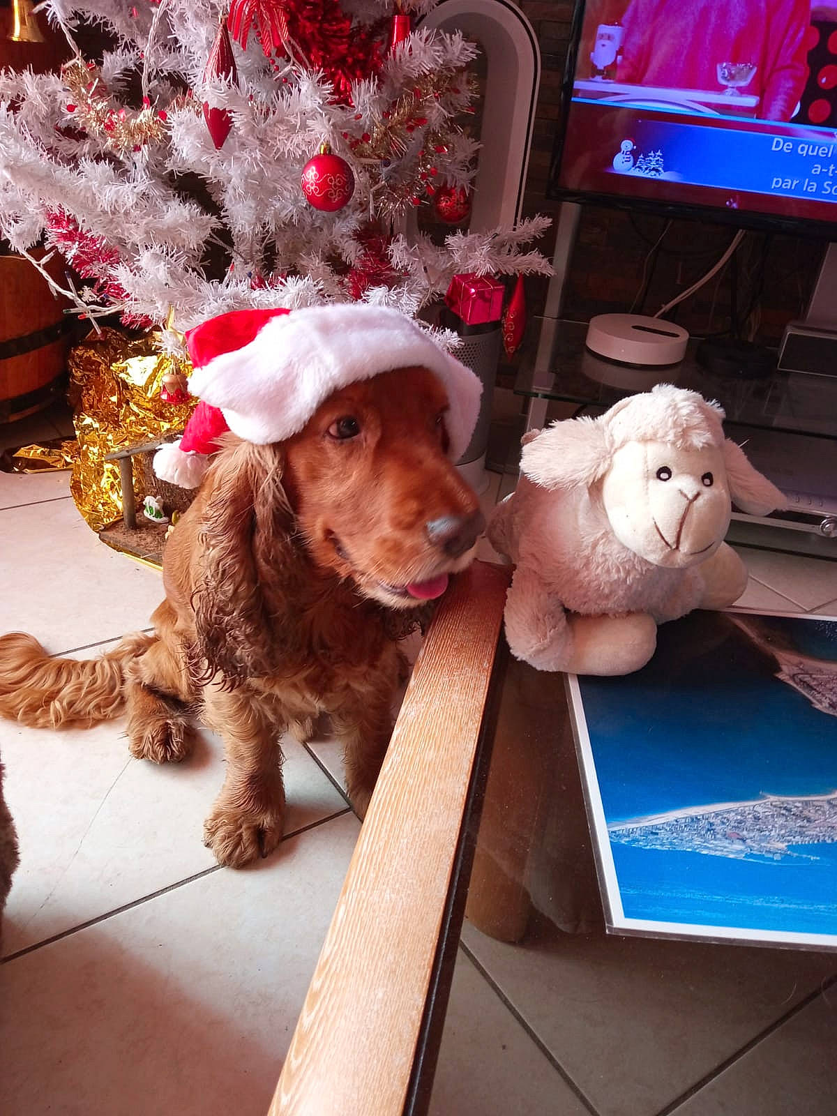 Jazz participe au concours pour gagner de l'argent avec cette photo : canidae, carnivore, cocker_spaniel, companion_dog, dog, dog_breed, event, fawn, fun, fur, holiday, led_backlit_lcd_display, liver, mammal, spaniel, television, toy, toy_dog, vertebrate, working_animal