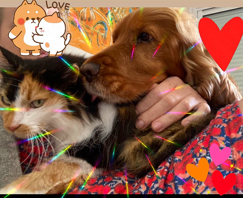 Jazz a rejoint le concours — aidez-le/la à gagner de superbes lots ! carnivore, cat, collar, companion_dog, dog, dog_breed, dog_collar, ear, fawn, felidae, fur, happy, liver, paw, pet_supply, snout, spaniel, sporting_group, whiskers, working_animal