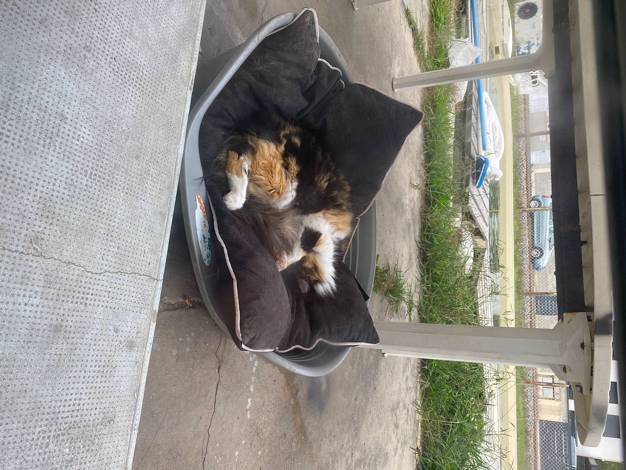 Maloya a rejoint le concours — aidez-le/la à gagner de superbes lots ! canidae, carnivore, cat, dog_breed, domestic_short_haired_cat, door, fawn, felidae, fur, pet_supply, plant, small_to_medium_sized_cats, snout, sporting_group, tail, tree, whiskers, wildlife, window, wood