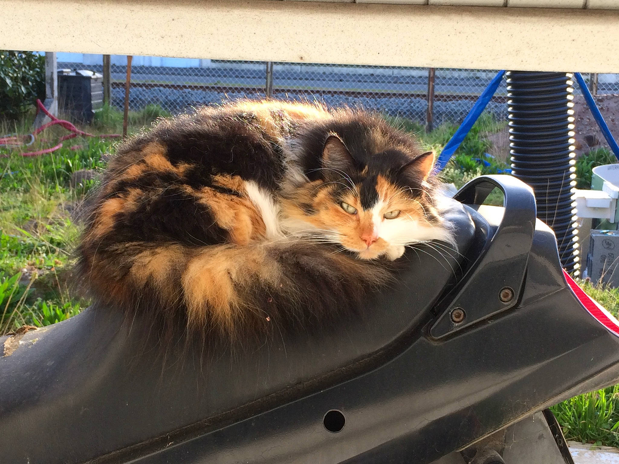 Maloya a rejoint le concours — aidez-le/la à gagner de superbes lots ! automotive_exterior, automotive_lighting, bumper, carnivore, cat, domestic_short_haired_cat, felidae, fence, fur, grass, hood, motor_vehicle, plant, small_to_medium_sized_cats, snout, tail, vehicle_door, whiskers, window, windshield