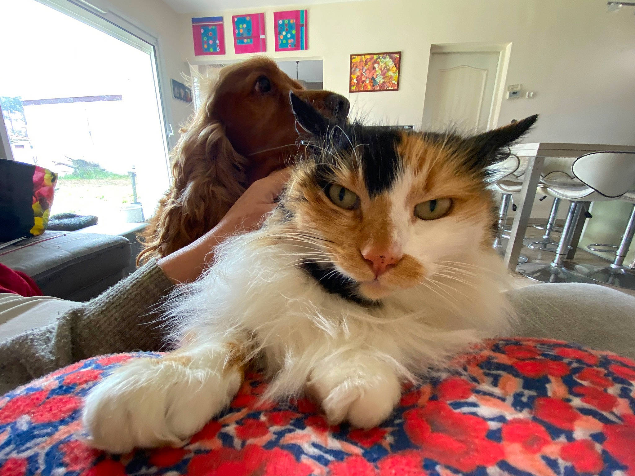 Maloya a rejoint le concours — aidez-le/la à gagner de superbes lots ! bed, carnivore, cat, claw, comfort, companion_dog, domestic_short_haired_cat, felidae, flooring, fur, lap, linens, paw, plant, room, sitting, small_to_medium_sized_cats, whiskers, window