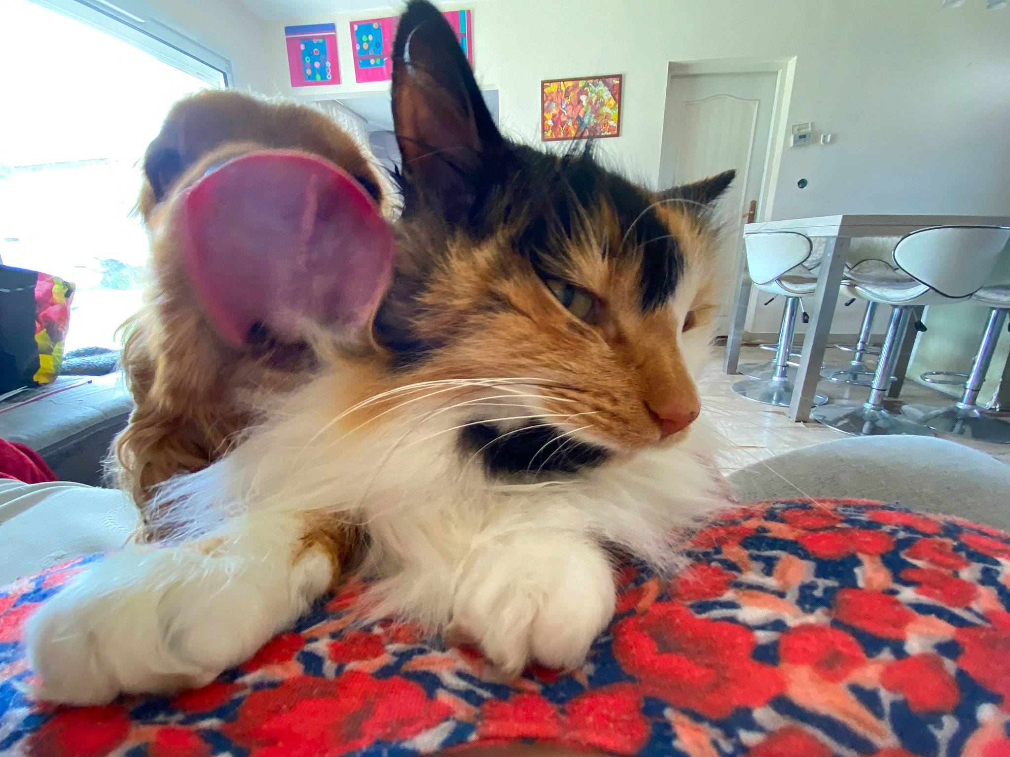 Maloya a rejoint le concours — aidez-le/la à gagner de superbes lots ! bed, canidae, carnivore, cat, claw, comfort, companion_dog, dog_breed, domestic_short_haired_cat, felidae, fur, lap, linens, nap, paw, picture_frame, room, small_to_medium_sized_cats, tail, whiskers