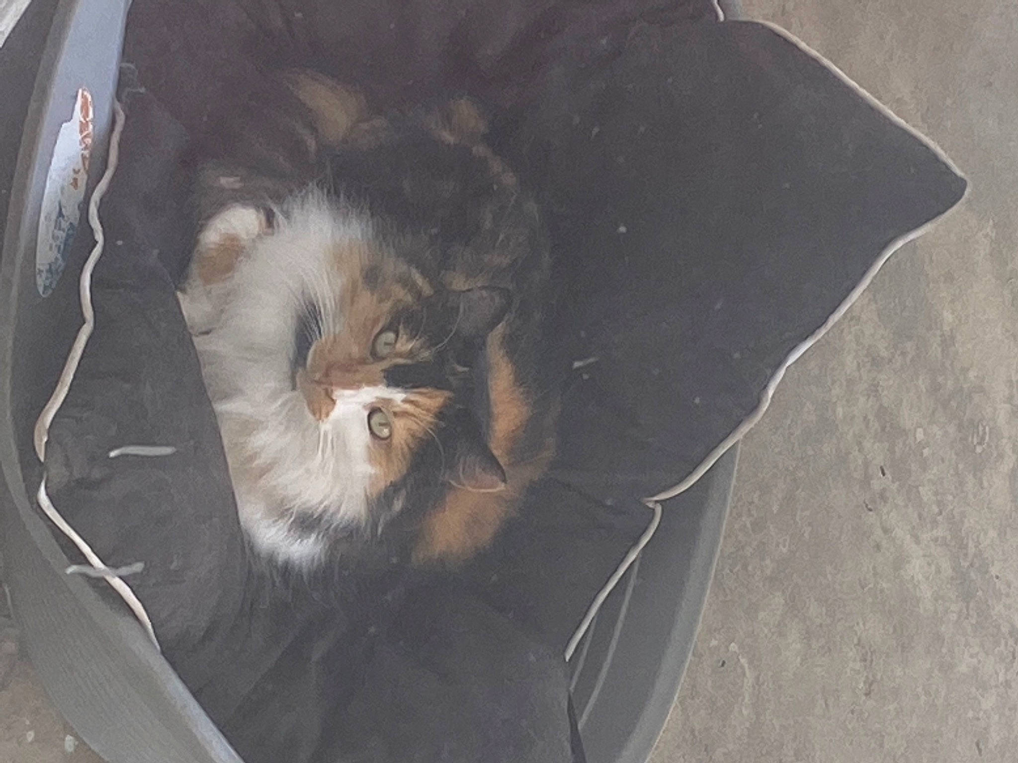 Maloya a rejoint le concours — aidez-le/la à gagner de superbes lots ! animal_shelter, asphalt, automotive_lighting, automotive_tire, automotive_wheel_system, carnivore, cat, concrete, domestic_short_haired_cat, felidae, fur, grey, motor_vehicle, road_surface, small_to_medium_sized_cats, snout, tail, terrestrial_animal, whiskers, window