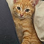 Atila a rejoint le concours — aidez-le/la à gagner de superbes lots ! kitten, cat, orange_tabby, pet, animal, fur, whiskers, ears, eyes, legs, clothing, pants, feet, skin, indoor, cozy, resting, cute, young, closeup