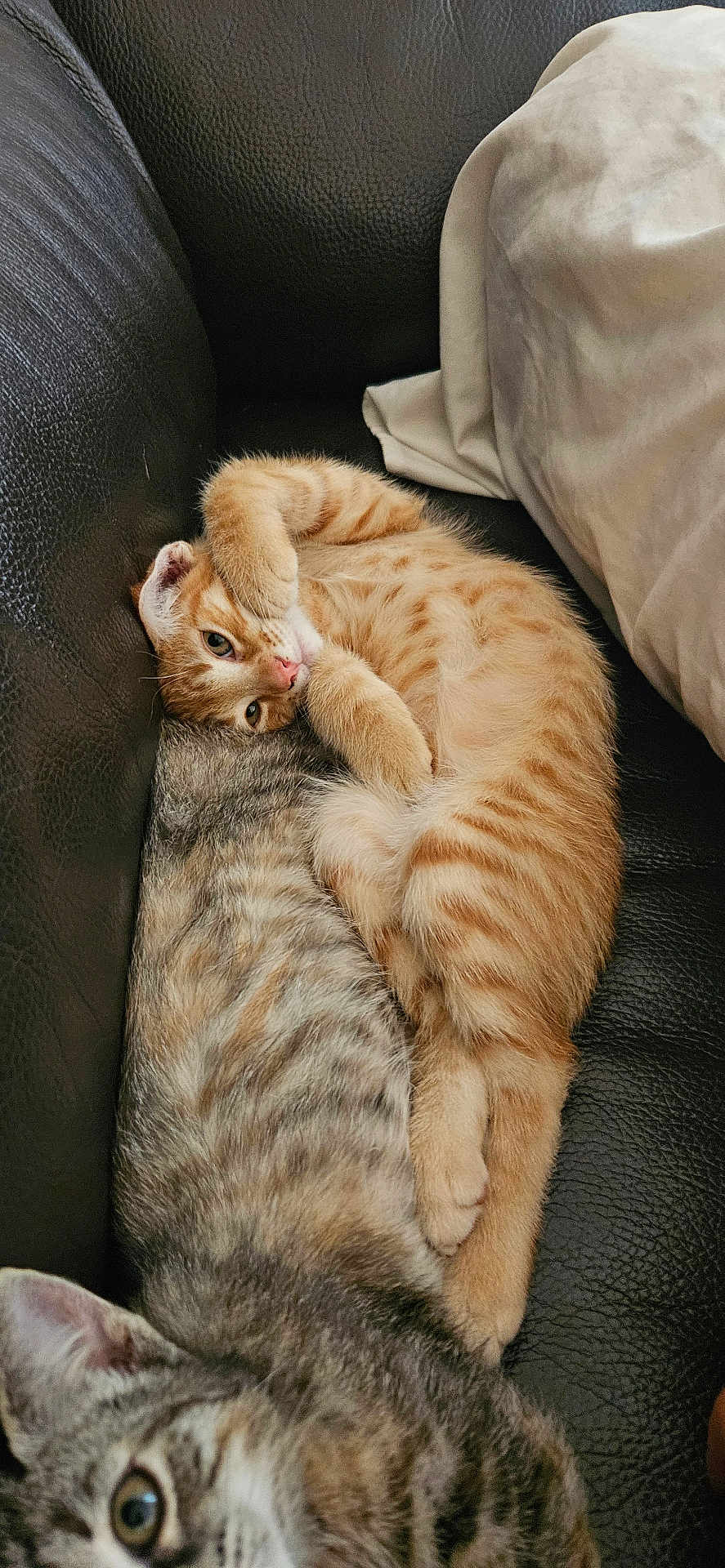 Atila participe au concours pour gagner de l'argent avec cette photo : cat, kitten, orange_tabby, gray_tabby, feline, pet, indoor, couch, leather, cute, cozy, sleeping, resting, fur, whiskers, paw, closeup, animal, companion, domestic