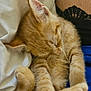 Atila participe au concours pour gagner de l'argent avec cette photo : kitten, cat, sleeping, ginger, fur, closeup, pet, animal, cozy, blanket, blue, human, clothing, lace, resting, cute, domestic, feline, soft, relaxed