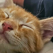 Atila a rejoint le concours — aidez-le/la à gagner de superbes lots ! cat, kitten, sleeping, close_up, orange_tabby, fur, whiskers, nose, ear, pet, animal, cute, cozy, relaxed, face, soft, domestic_cat, young, peaceful, feline