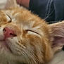 cat, kitten, sleeping, close_up, orange_tabby, fur, whiskers, nose, ear, pet, animal, cute, cozy, relaxed, face, soft, domestic_cat, young, peaceful, feline