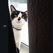 Waffles joined the competition — help win amazing prizes! cat, black_and_white_cat, curious, window, curtains, indoor, pet, animal, face, whiskers, ears, collar, golden_eyes, peeking, bright_light, window_sill, fur, domestic_cat, close_up, shadow