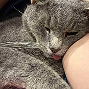 Juno joined the competition — help win amazing prizes! animal, cat, close_up, cozy, cute, domestic_animal, face, feline, fur, grey_cat, indoor, paw, person_arm, pet, relaxed, resting, sleeping, snuggling, tongue_out, whiskers