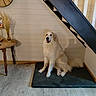 dog, indoor, mat, staircase, wooden_floor, table, vase, dried_plants, clock, wall, pet, sitting, fluffy, white, cozy, home, floor, shadow, calm, content