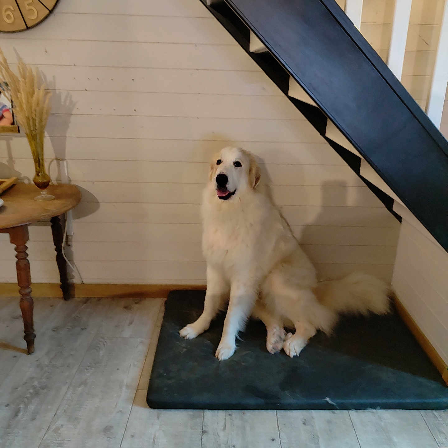 Violette a rejoint le concours — aidez-le/la à gagner de superbes lots ! dog, indoor, mat, staircase, wooden_floor, table, vase, dried_plants, clock, wall, pet, sitting, fluffy, white, cozy, home, floor, shadow, calm, content