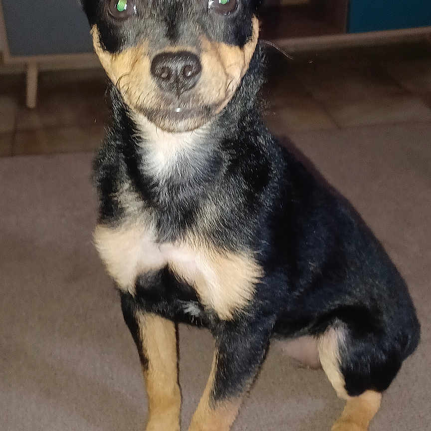 Bella