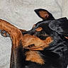 Moka participe au concours pour gagner de l'argent avec cette photo : animal, black, blanket, brown, canine, close_up, cozy, cute, dog, domestic_animal, ears, fur, indoors, napping, paw, pet, relaxed, resting, sleeping, snout