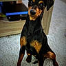 alert, animal, black_coat, canine, carpet, curious, dog, domestic, ears, eyes, fur, furniture, indoor, miniature_pinscher, pet, portrait, sitting, tan_coat, wooden_shelf, young_dog