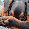 Moka a rejoint le concours — aidez-le/la à gagner de superbes lots ! adorable, animal, black_fur, brown_fur, canine, close_up, cozy, cute, dog, eyes, fur, indoor, paw, pet, portrait, puppy, resting, shy, snout, young