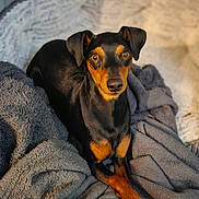 Moka participe au concours pour gagner de l'argent avec cette photo : dog, black_and_tan, blanket, cozy, indoor, pet, animal, fur, paws, crossed_legs, portrait, relaxed, cute, companion, canine, bed, furniture, warm_light, expression, looking