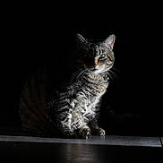 Mimi a rejoint le concours — aidez-le/la à gagner de superbes lots ! cat, tabby_cat, feline, animal, pet, sitting, portrait, dramatic_lighting, low_key, dark_background, whiskers, ears, eyes, striped_fur, collar, indoor, shelf, shadow, black, photography