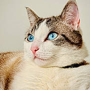 Viggo participe au concours pour gagner de l'argent avec cette photo : cat, blue_eyes, tabby, white_fur, pet, animal, close_up, portrait, whiskers, pink_nose, pointed_ears, feline, long_whiskers, relaxed, lounging, indoor, cream_background, fur, blue_collar, photography