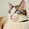 cat, blue_eyes, tabby, white_fur, pet, animal, close_up, portrait, whiskers, pink_nose, pointed_ears, feline, long_whiskers, relaxed, lounging, indoor, cream_background, fur, blue_collar, photography