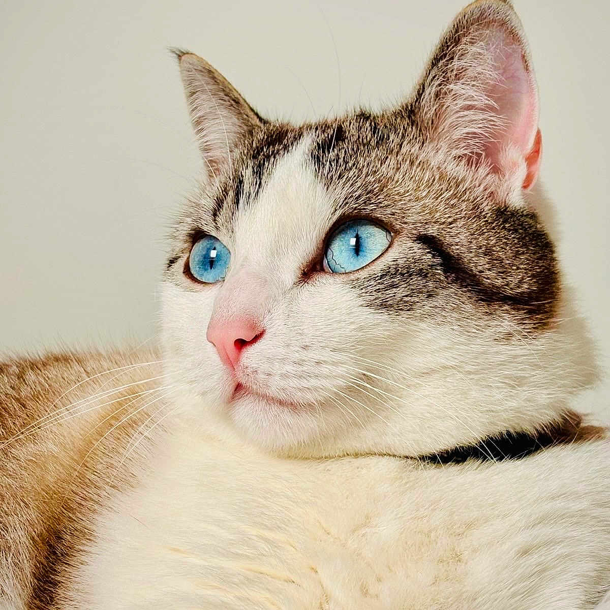Viggo