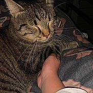 Tornado a rejoint le concours — aidez-le/la à gagner de superbes lots ! tabby_cat, cat, pet, animal, feline, striped, whiskers, relaxing, sleeping, domestic_animal, indoor, human_arm, blanket, pattern, cozy, comfort, resting, close_up, fur, cute