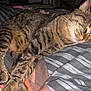 Tornado participe au concours pour gagner de l'argent avec cette photo : cat, tabby, sleeping, resting, paws, fur, whiskers, bed, blanket, striped, indoor, cozy, animal, pet, feline, closeup, relaxing, comfort, domestic, cute