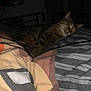Tornado a rejoint le concours — aidez-le/la à gagner de superbes lots ! cat, tabby, sleepy, bed, blanket, striped, indoor, feline, resting, pet, cozy, animal, fur, pattern, comfort, domestic, relaxed, cute, mammal, night