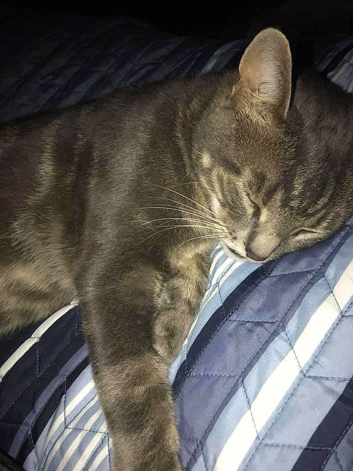 Bootsie is registered to the contest to win money with this photo: auto_part, automotive_window_part, carnivore, cat, claw, comfort, domestic_short_haired_cat, electric_blue, felidae, fur, grey, paw, sitting, small_to_medium_sized_cats, snout, tail, tints_and_shades, whiskers, window, windshield