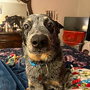 Koda is registered to the contest to win money with this photo: animal, bed, bedroom, blanket, close_up, collar, curious, cute, dog, domestic_animal, ears, fur, furniture, indoor, mirror, pet, resting, snout, tag, wooden