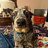 animal, bed, bedroom, blanket, close_up, collar, curious, cute, dog, domestic_animal, ears, fur, furniture, indoor, mirror, pet, resting, snout, tag, wooden