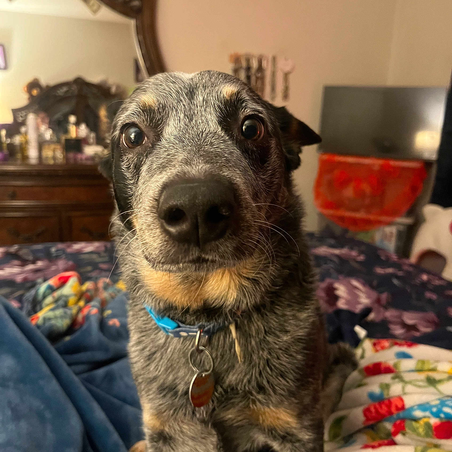Koda