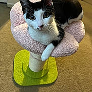 Katrina is registered to the contest to win money with this photo: animal, black_and_white, carpet, cat, cozy, curious, cute, ears, eyes, feline, flower_shaped, fur, home, indoor, pet, plush_perch, relaxed, resting, small, whiskers