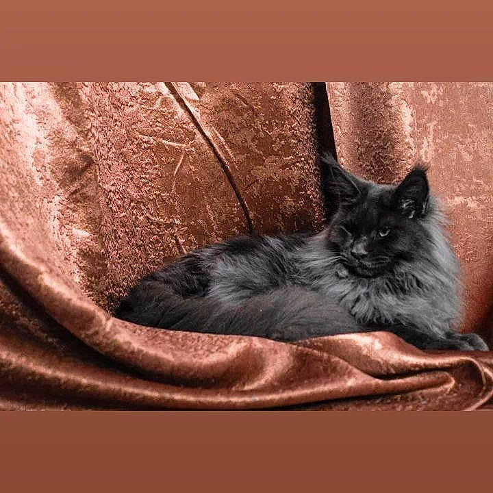 Atlas participe au concours pour gagner de l'argent avec cette photo : automotive_tire, black_cat, british_longhair, carnivore, cat, comfort, domestic_short_haired_cat, felidae, fur, grey, organism, plant, sitting, small_to_medium_sized_cats, snout, tail, tints_and_shades, whiskers, window, wood
