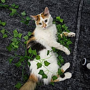 Pumpkin is registered to the contest to win money with this photo: artificial_ivy, calico_cat, cat, cozy, curious_expression, feline, gray_blanket, green_vines, home, indoor, ivy_leaves, leaves, long_hair, paws, pet, playful, portrait, reclining, textured_background, whiskers
