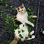artificial_ivy, calico_cat, cat, cozy, curious_expression, feline, gray_blanket, green_vines, home, indoor, ivy_leaves, leaves, long_hair, paws, pet, playful, portrait, reclining, textured_background, whiskers