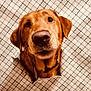animal, brown_dog, checkered_pattern, closeup, collar, curious, cute, dog, ears, fabric, face, fur, head, hole, indoor, looking_up, nostrils, pet, portrait, whiskers