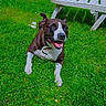 dog, pet, brown_and_white, grass, garden, outdoor, lawn, happy, smiling, lying_down, front_legs, collar, backyard, picnic_table, raised_beds, plants, daisy, daylight, portrait, animal